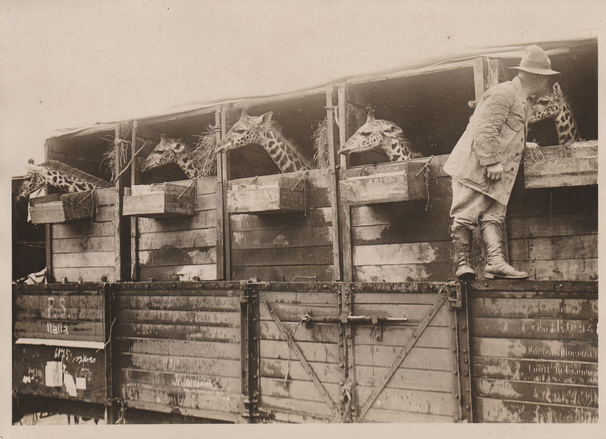 Trasporto delle giraffe nello zoo 1929, dal sito del Naturkunde Museum di Berlino