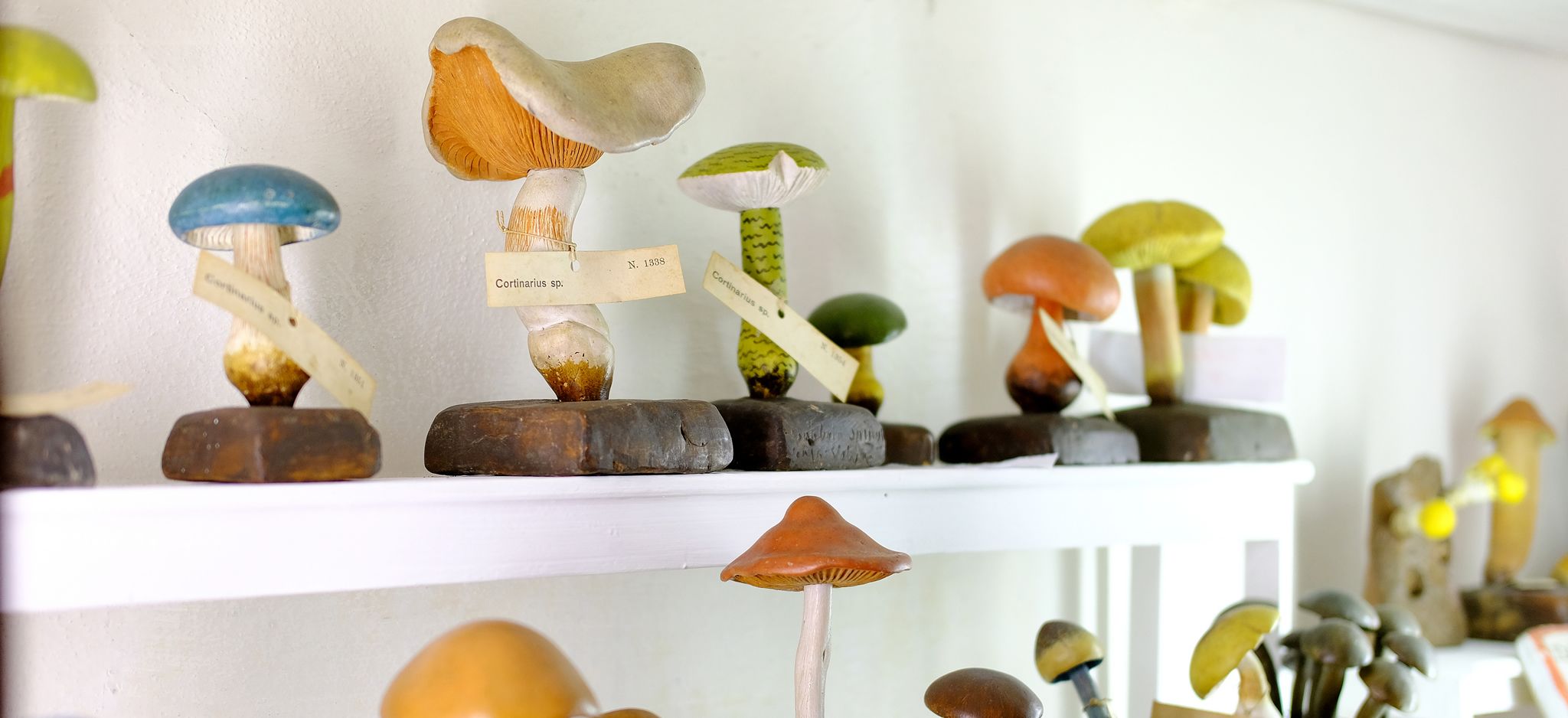 Collezione di funghi dal Museo di Storia Naturale di Siena