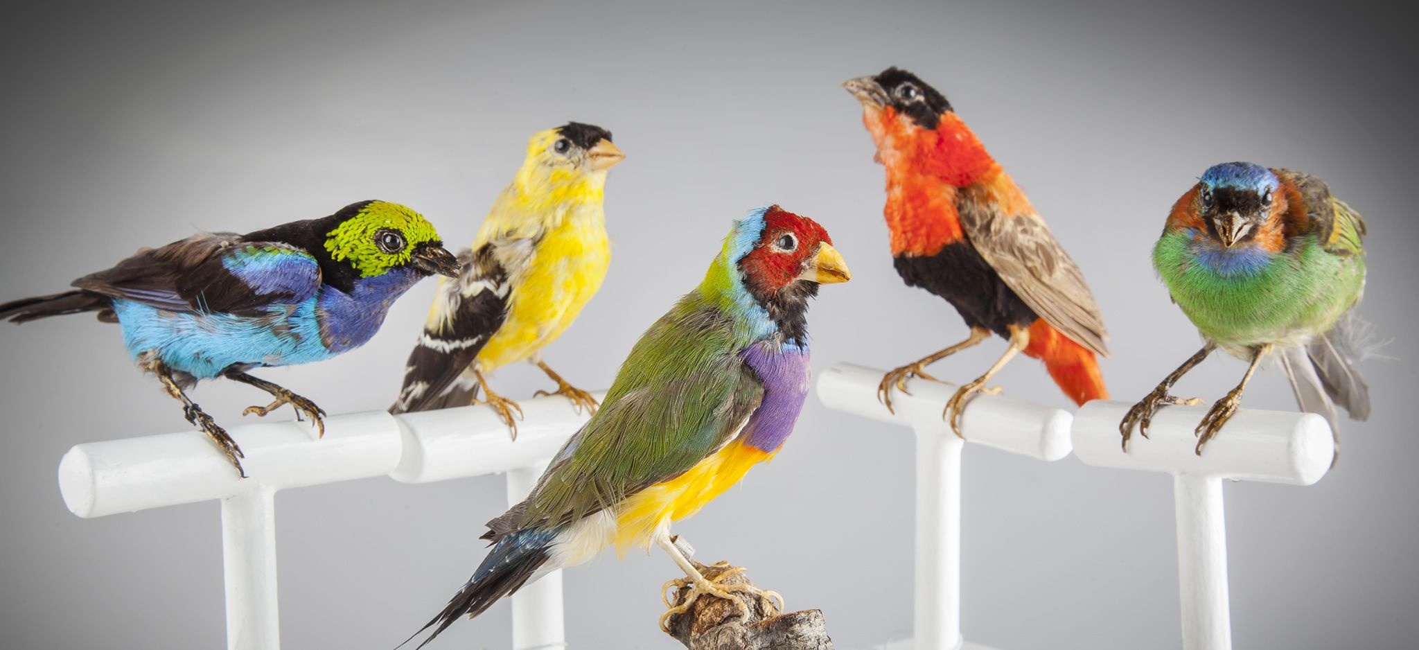 Collezione di uccelli dal Museo di Storia Naturale di Siena